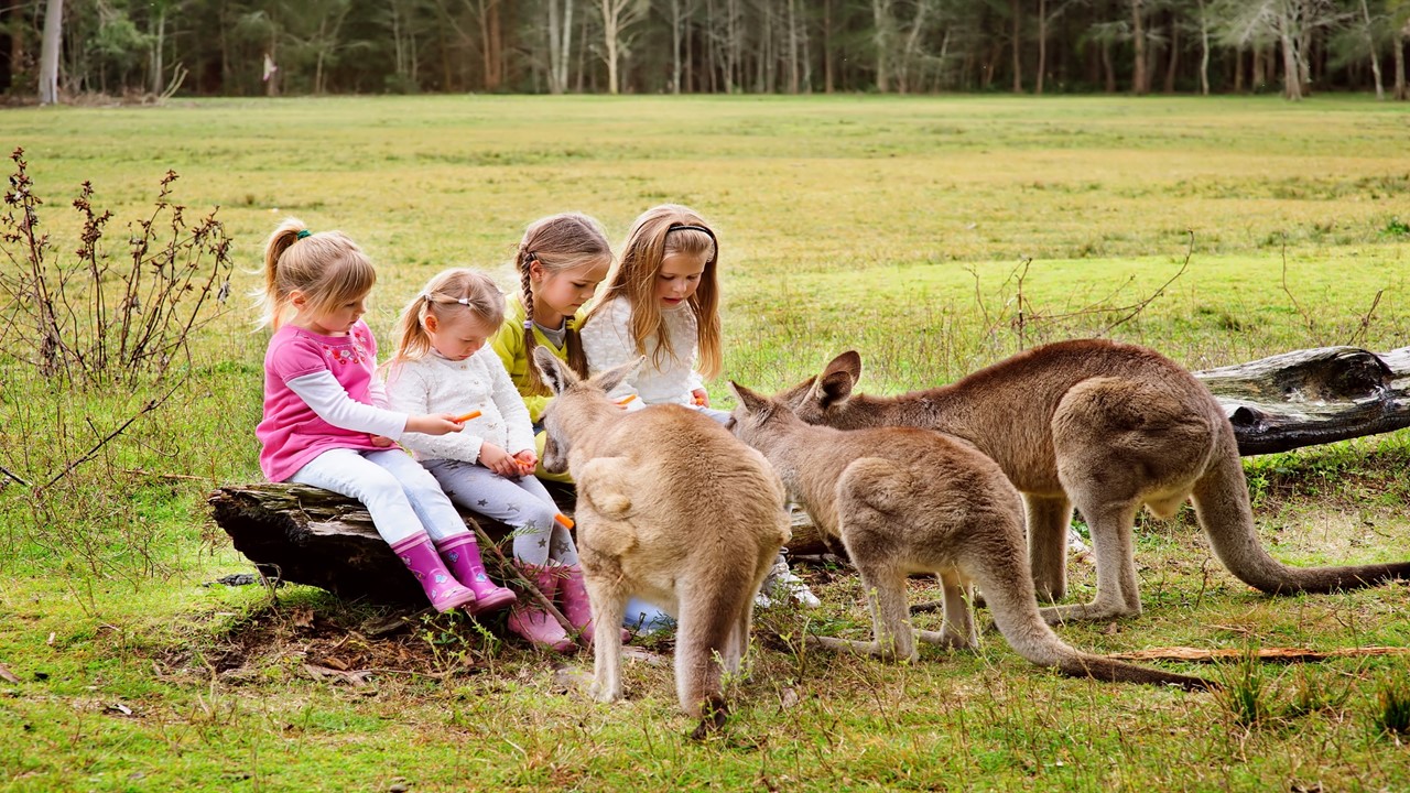 4 kids interact with kangaroos