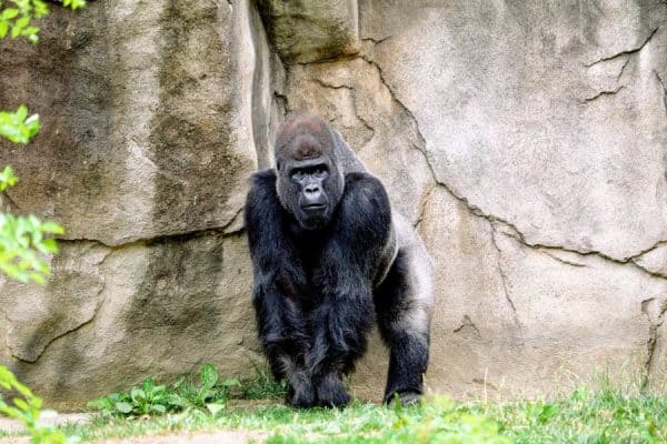 Gorilla against a rocky backdrop