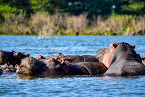 Hippos basking in a river Hippos basking in a river