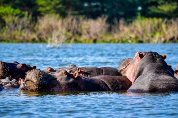 Hippos basking in a river