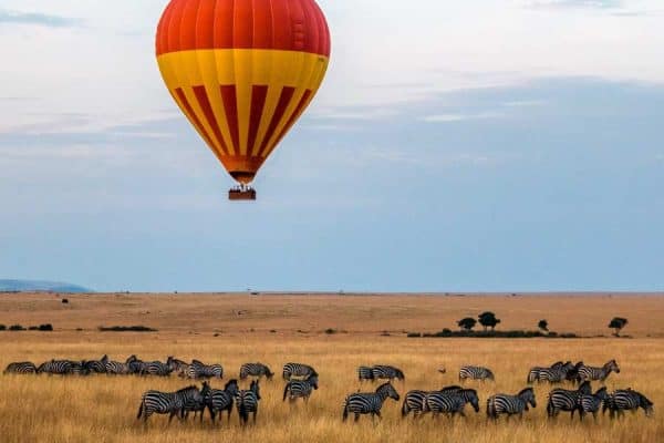 Hot air balloon over a group of zebras