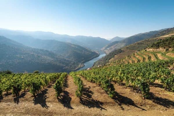 Vineyards along a river in Portugal Vineyards along a river in Portugal