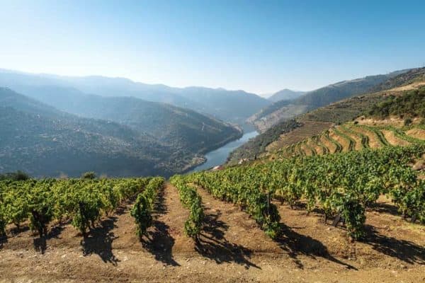 Vineyards along a river in Portugal