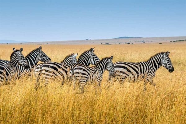 Zebras in a field