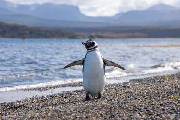 penguin in Argentina