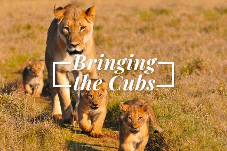 Photo of a lioness with 2 cubs and text "Bringing the Cubs"