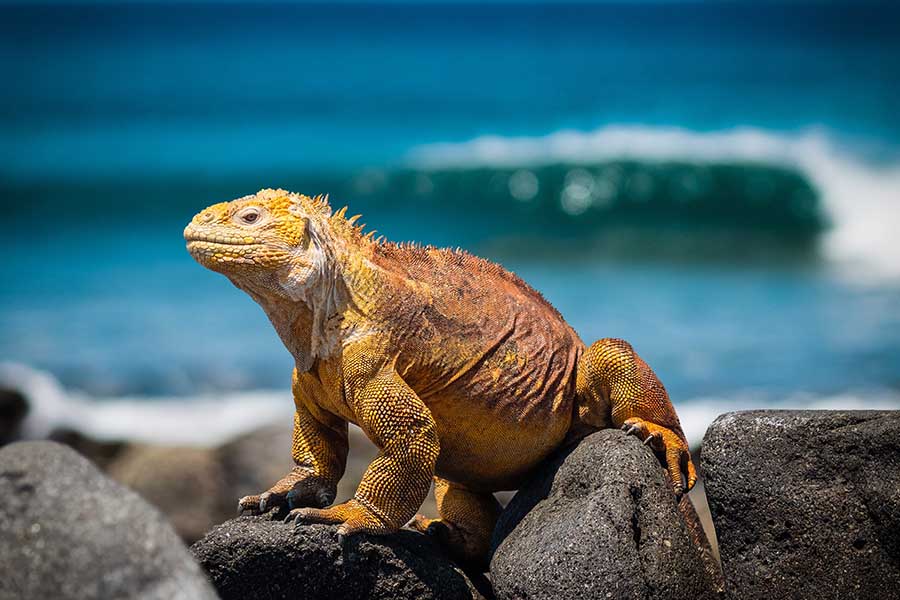 Photo of Galapagos