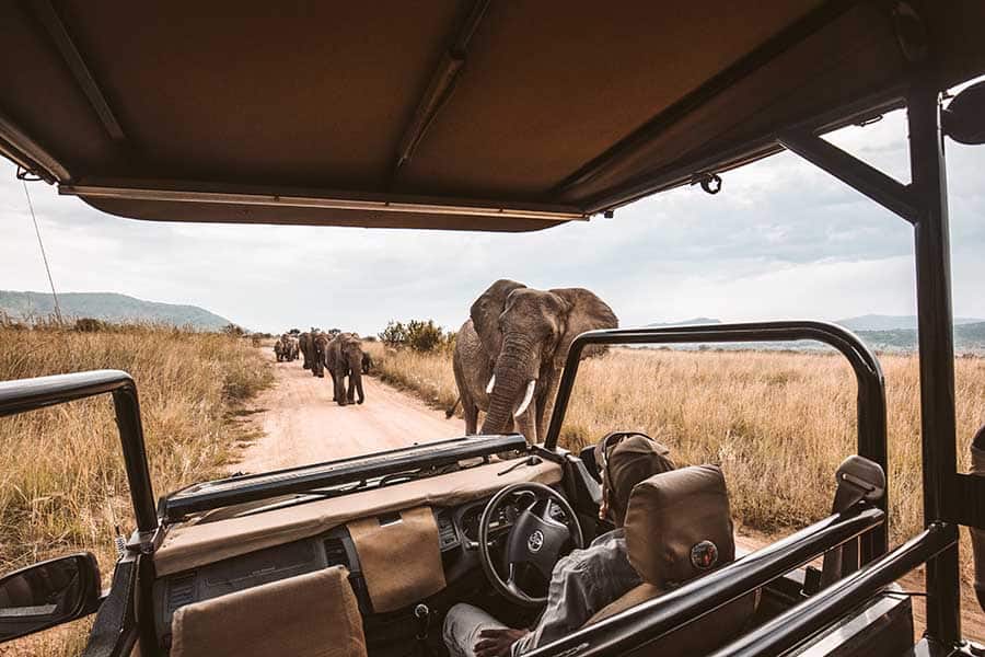 Photo depicting Safaris