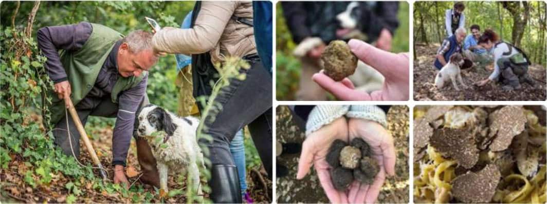 truffle hunting collage