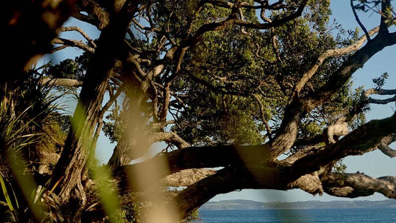 Rosewood Kauri Cliffs